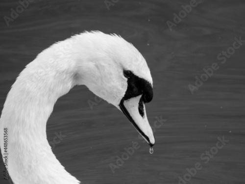 Fototapeta Naklejka Na Ścianę i Meble -  Swan, black & white