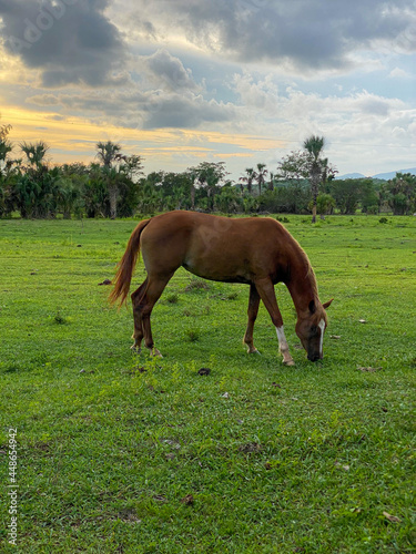 horse in the field