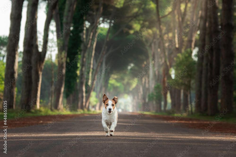 Obraz premium dog on a beautiful path among trees. Jack Russell Terrier in nature running
