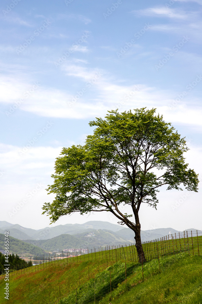 Fototapeta premium 대관령 양떼목장