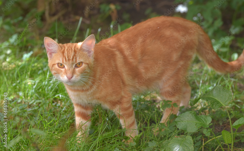 ginger beautiful domestic cat in the summer ginger beautiful domestic cat in the summer