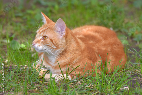 ginger beautiful domestic cat in the summer © Evdoha