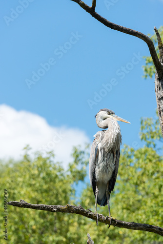 great blue heron (ardea herodias) 