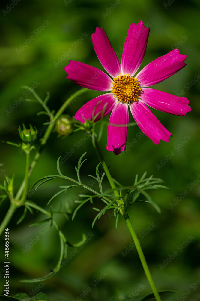 Obraz premium Pink flower in the shape of an eight-pointed star