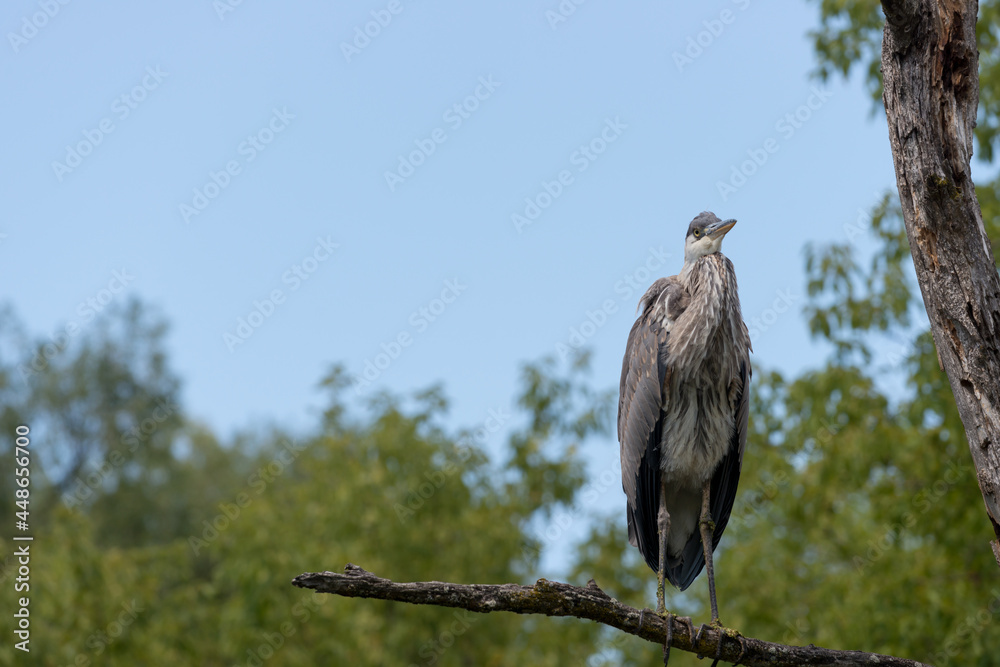 great blue heron (ardea herodias) under cloudy skies great blue heron (ardea herodias) under cloudy skies