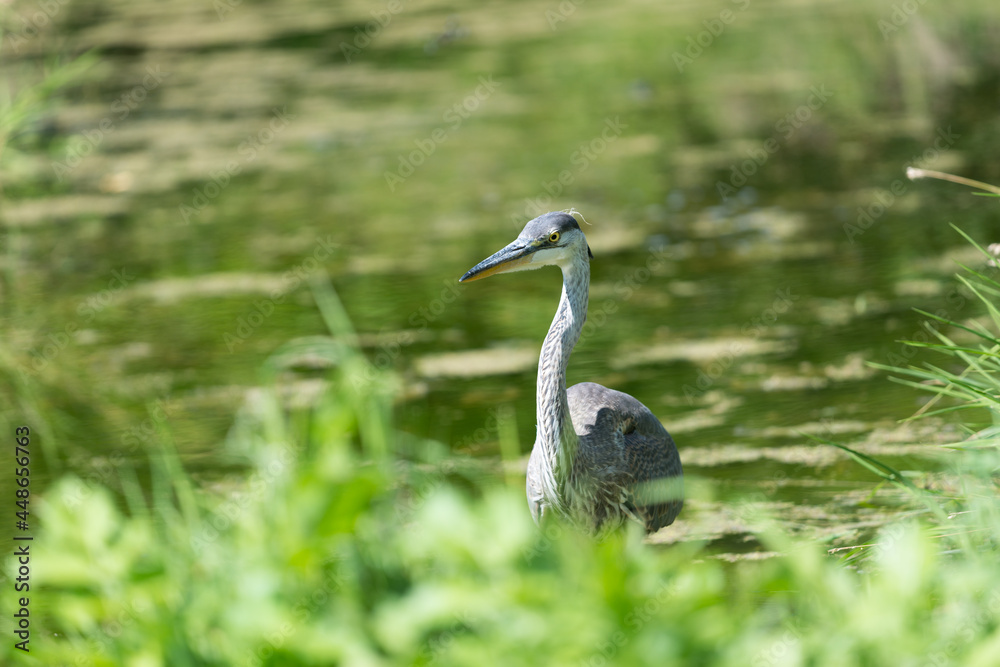 great blue heron (ardea herodias) hunting beyond the grassy banks of a pond