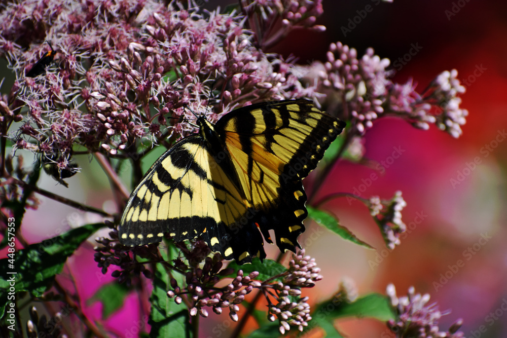 Tiger Swallowtail Butterfly Papilio Glaucus Feeding On The Nectar Of A
