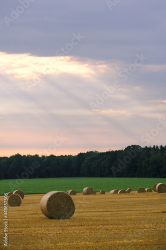 hay bales in the field
