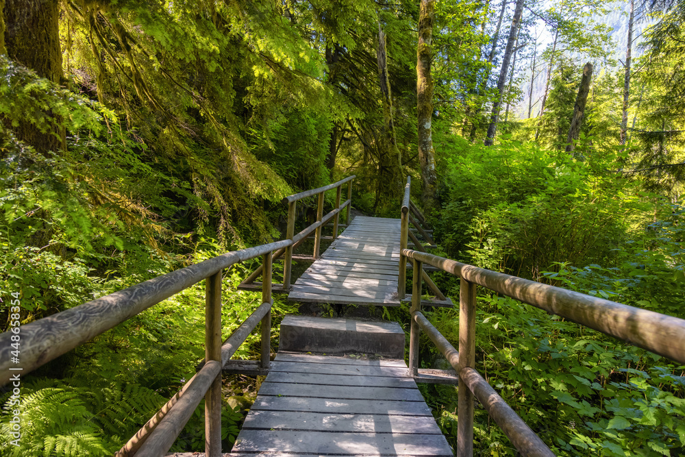 Lynn Canyon Park, North Vancouver, BC, Canada. Beautiful Wooden Hiking Trail in the Rainforest. Sunny Summer Morning.