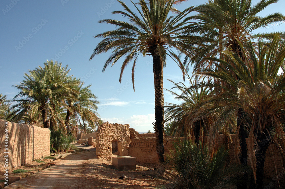 Palm grove of  Figuig in south-eastern Morocco