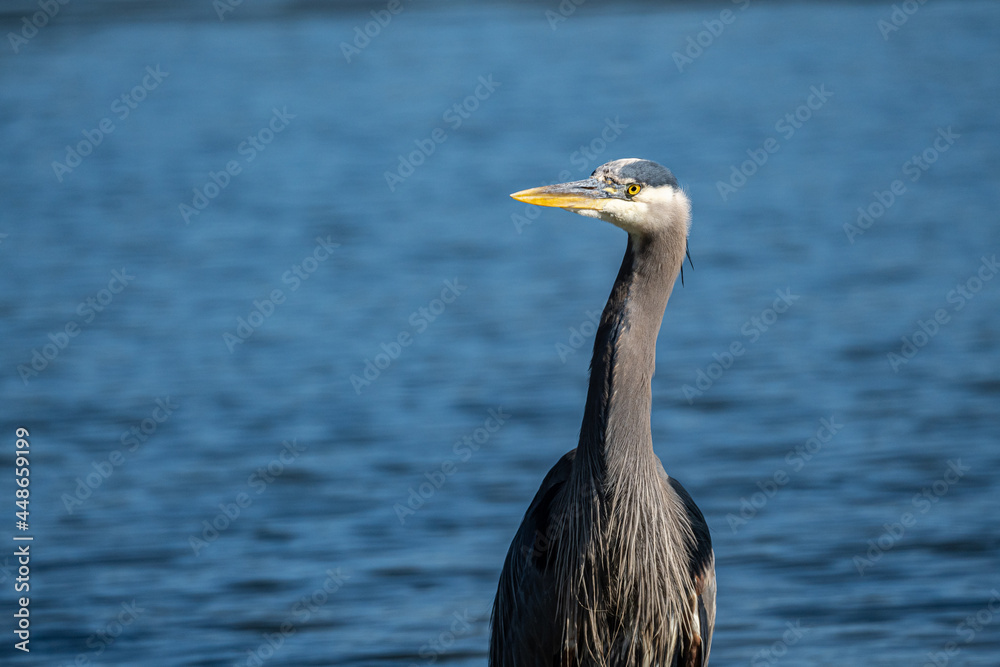 close up of one great blue heron standing on the coast on a sunny morning close up of one great blue heron standing on the coast on a sunny morning