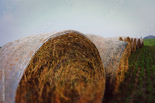 row of round hay bales