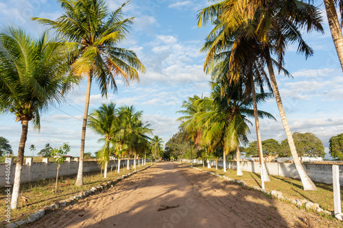 Estrada cercada por palmeiras