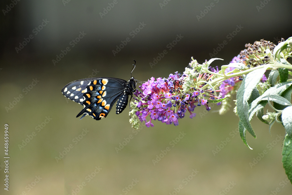 Black swallowtail butterfly Black swallowtail butterfly