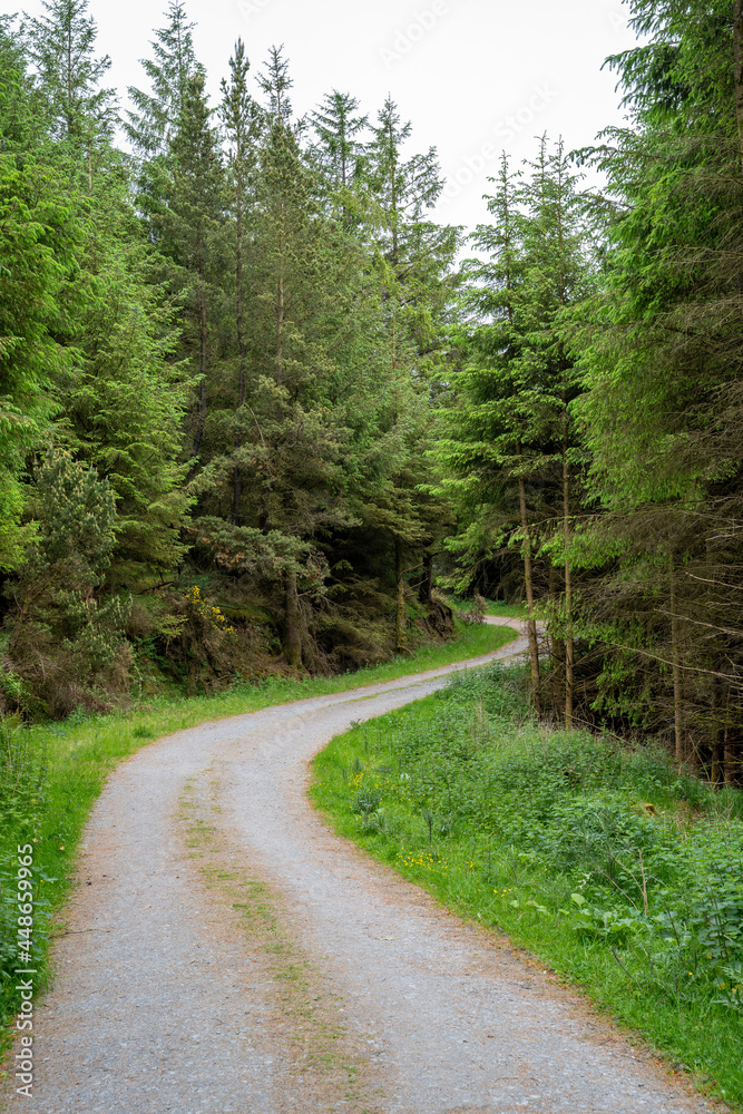 Obraz premium road in the woods