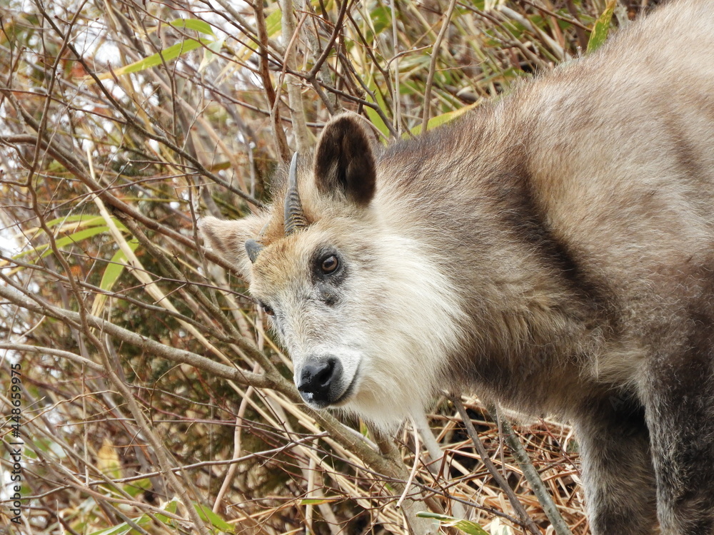 Fototapeta premium 二ホンカモシカ