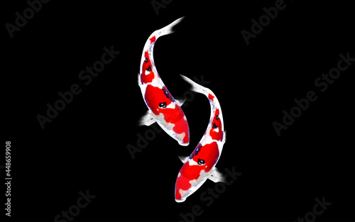 Two Beautiful Koi Fish Swimming in Clear Water