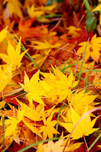 カエデの葉・秋のイメージ