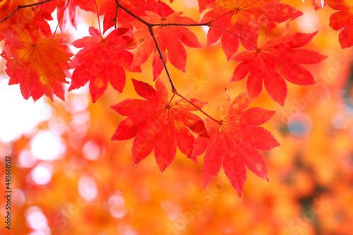 カエデの葉・秋のイメージ