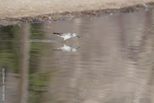 seagull in flight