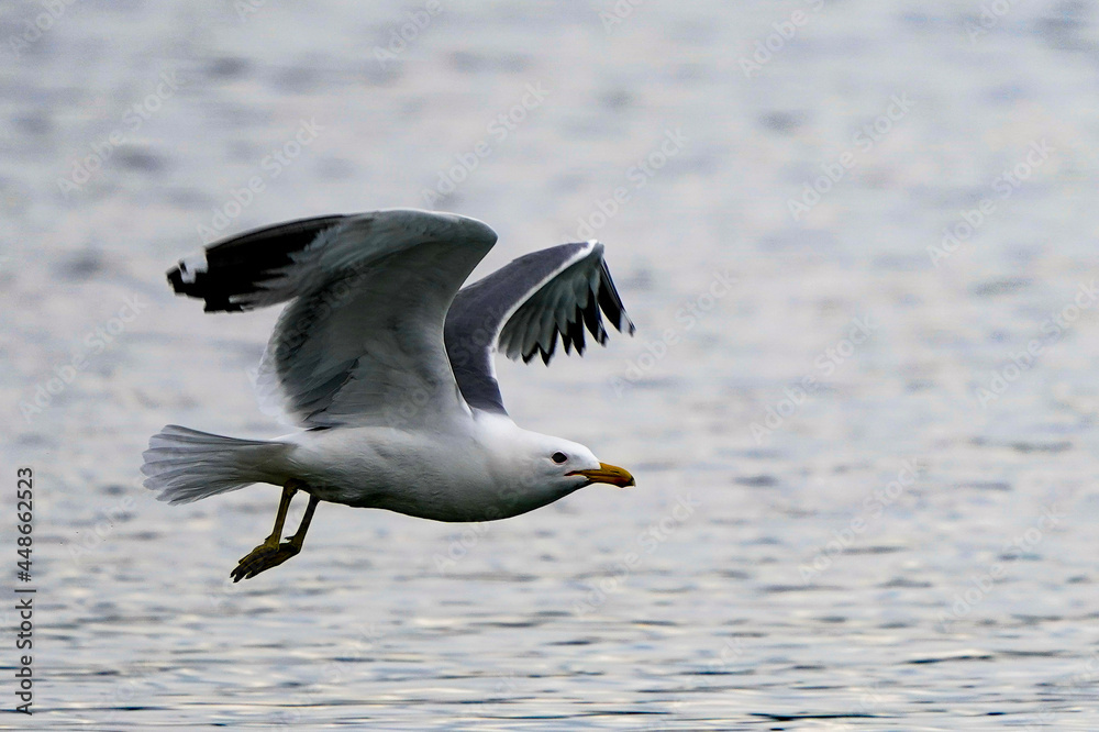 seagull in flight