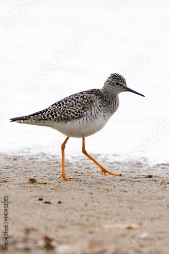 seagull on the beach