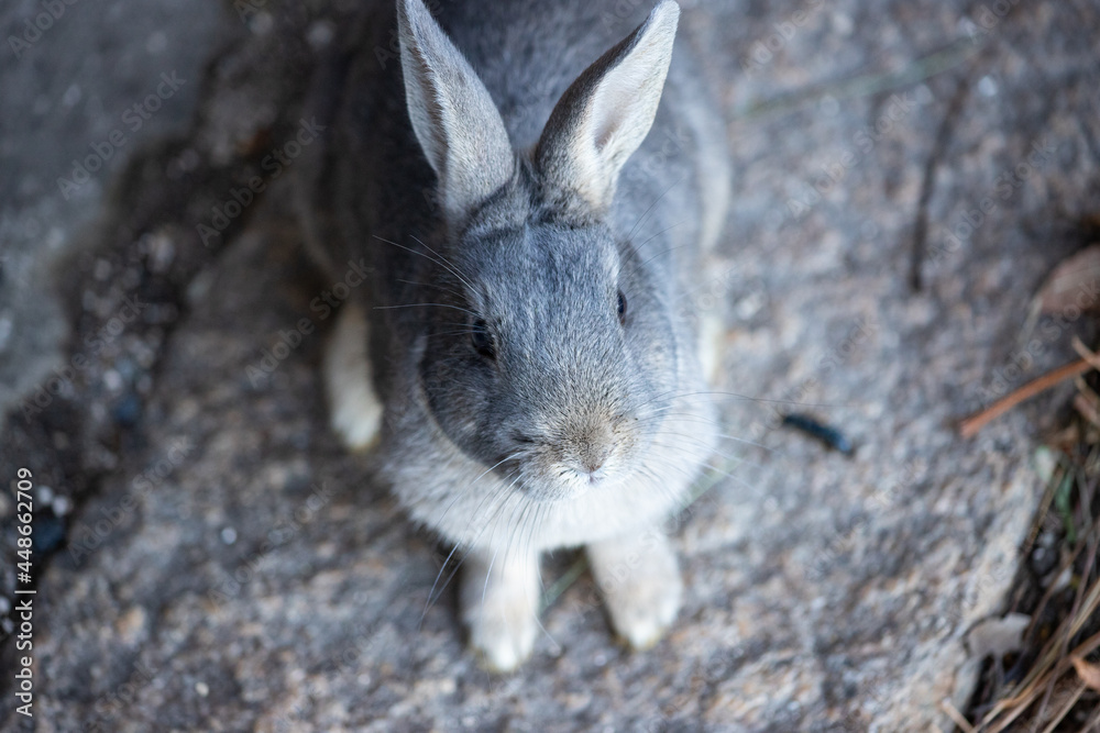 Fototapeta premium 広島県大久野島、欲しがるうさぎ。
