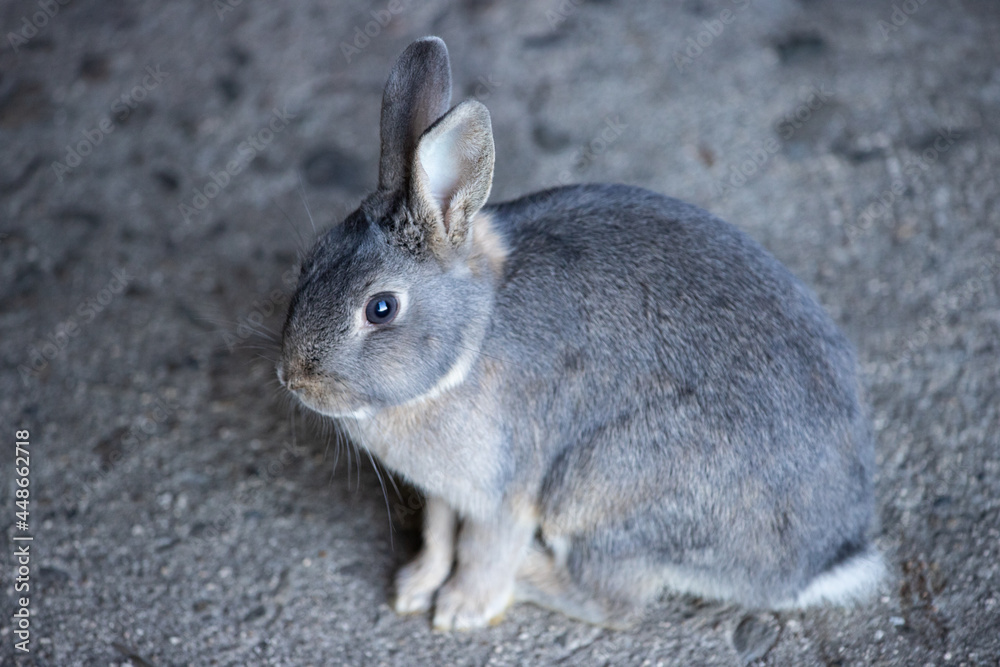 Fototapeta premium 広島県大久野島、ウサギの瞳。