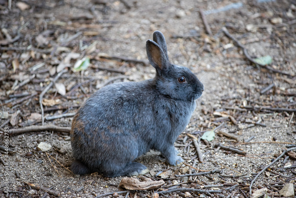 Fototapeta premium 広島県大久野島、グレーラビット。