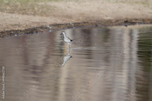 great crested grebe