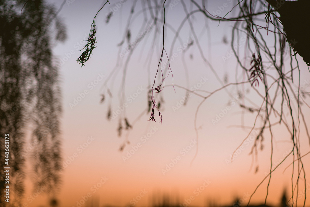 Obraz premium pordosol