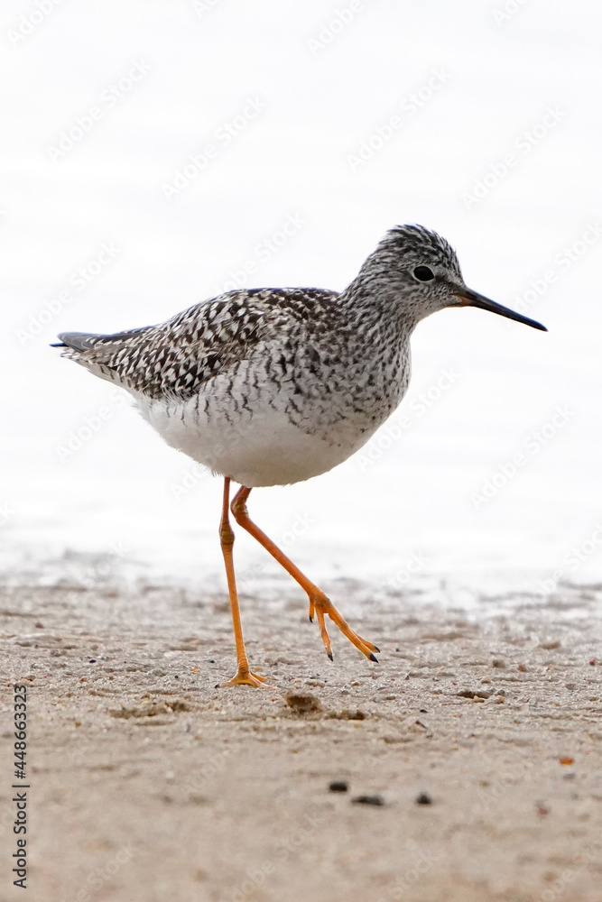 seagull on the beach seagull on the beach