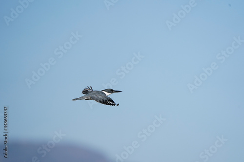 birds in flight