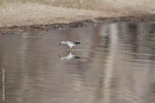 seagull in flight