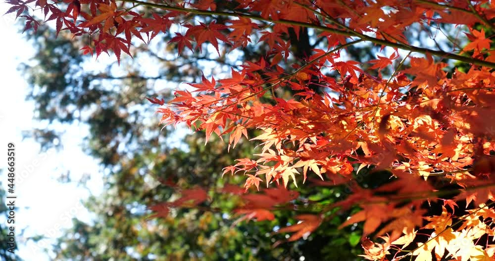 Video of fixed shot of red autumn leaves. Video of fixed shot of red autumn leaves.