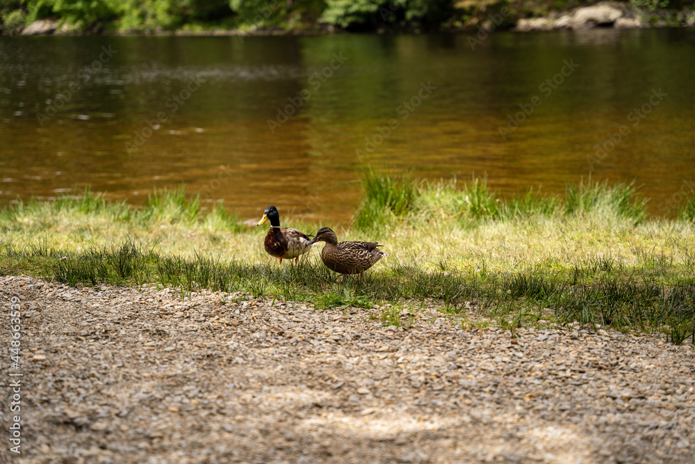 duck and ducklings