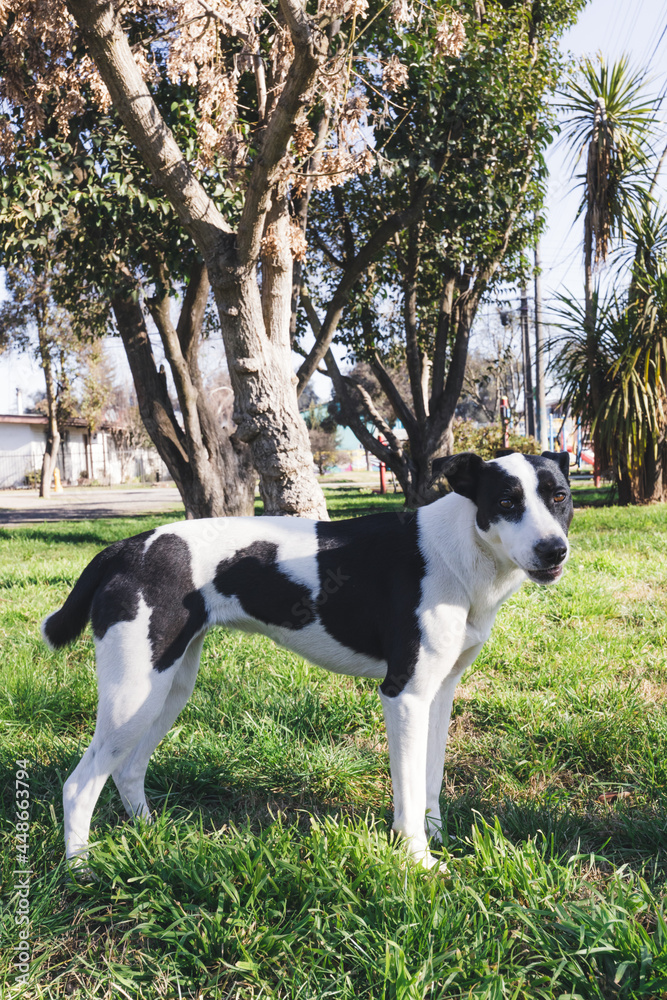 White dog with black spots standing on the grass and looking at the camera. Pet concept White dog with black spots standing on the grass and looking at the camera. Pet concept