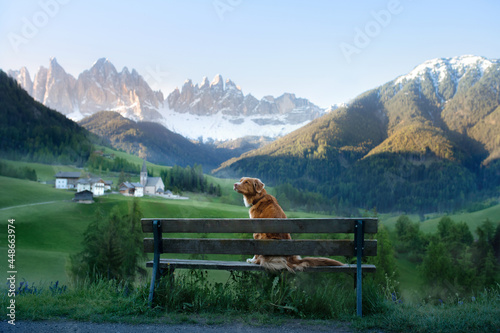 the dog sits on a bench and looks at the Dolomites. Nova Scotia Duck Tolling Retriever in nature. 