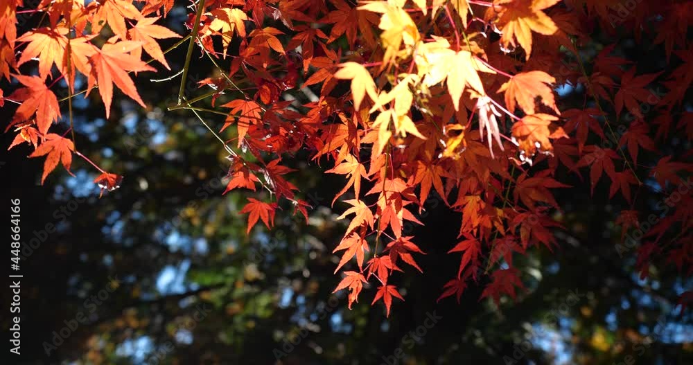 Video of red autumn leaves turning in low angle.