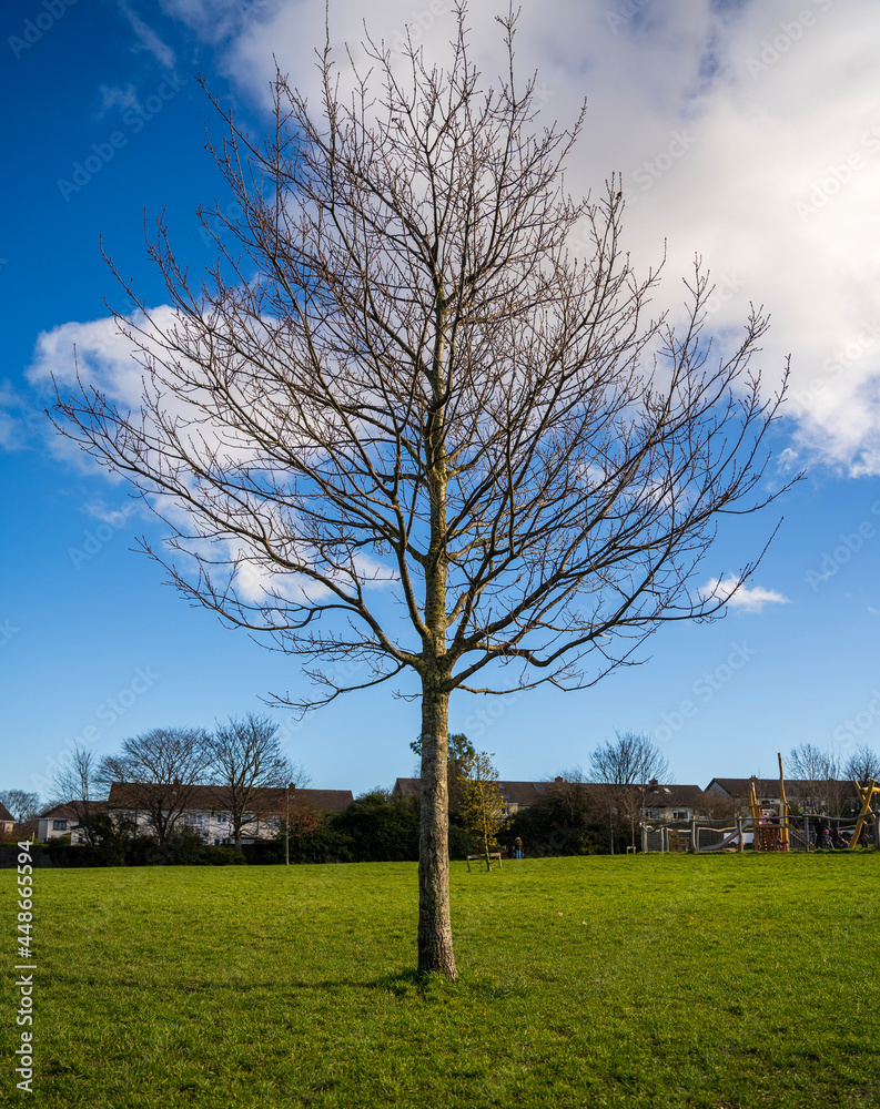 Obraz premium tree in the field