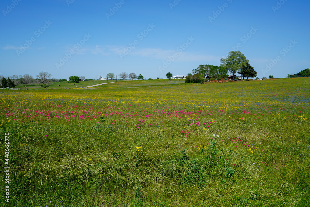 Rolling hills with wildflowers near Bellville, TX during spring season