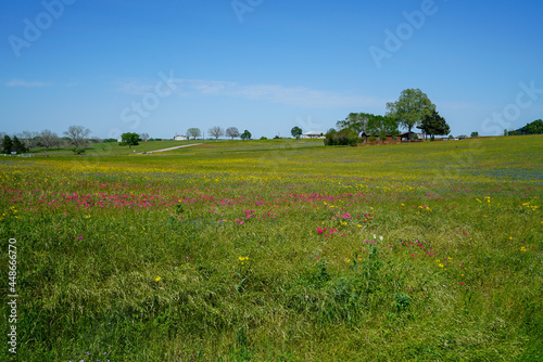 Rolling hills with wildflowers near Bellville, TX during spring season