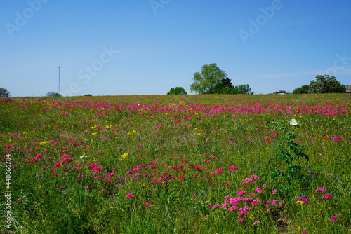 Colorful wildflowers near Bellville, TX during spring season