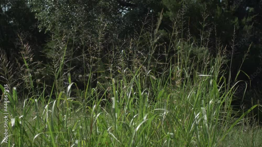 Tall leafy grasses swaying in the wind on a sunny day in the Texas hill country Tall leafy grasses swaying in the wind on a sunny day in the Texas hill country