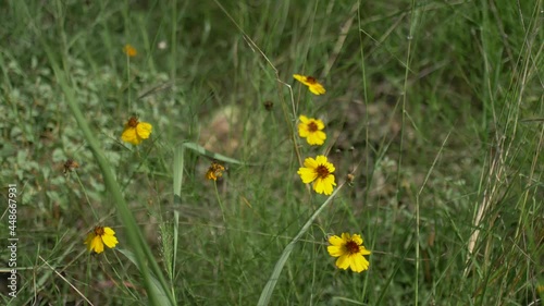 Yellow Texas tickseed (coreopsis linifolia) flowers swaying in the wind on a sunny day in the Texas hill country photo