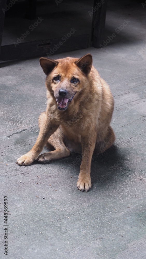Happy dog Happy dog