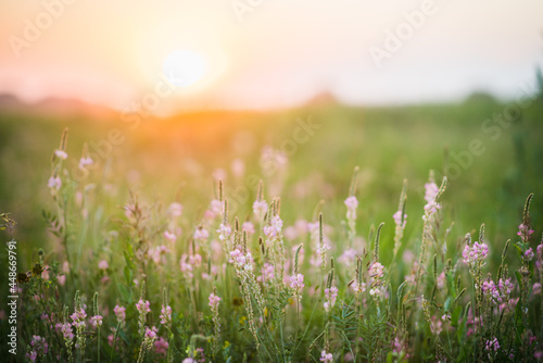Beautiful Meadow with wild pink flowers over sunset sky. Field background with sun flare. Selective focus. 