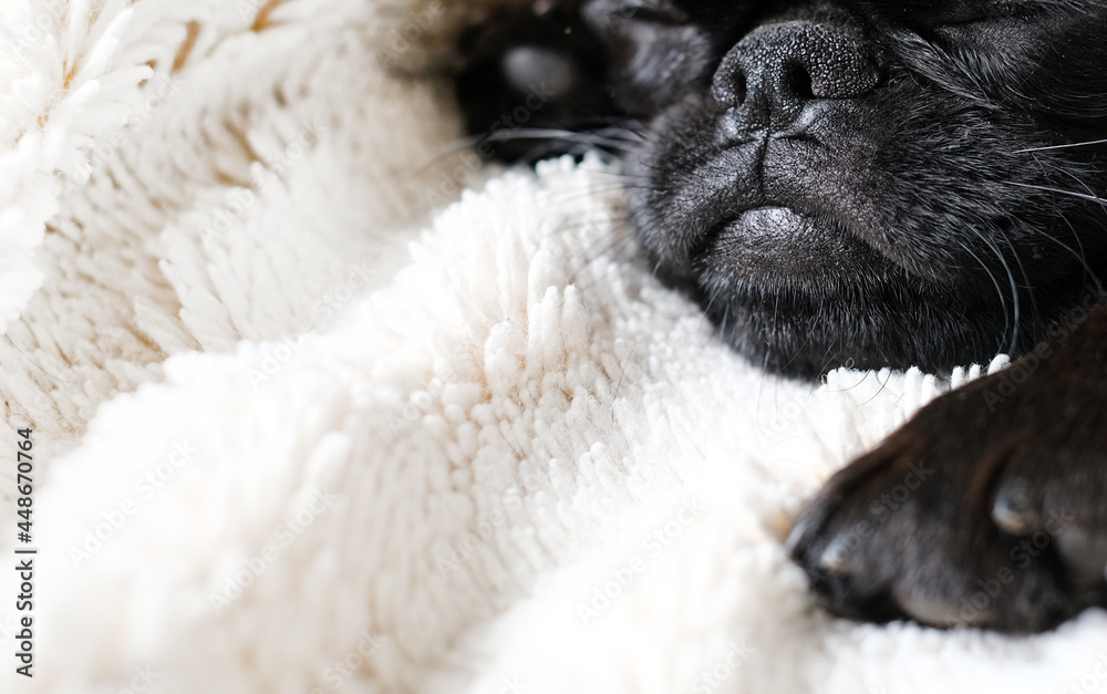 Portrait of black puppy dog, brabancon with funny face on white blanket background. Sleeping puppy dog Portrait of black puppy dog, brabancon with funny face on white blanket background. Sleeping puppy dog