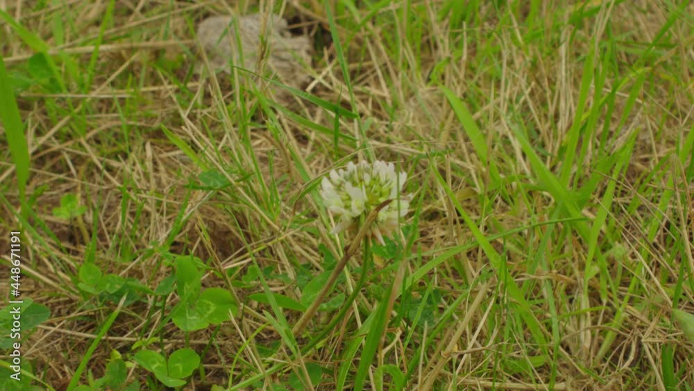 Beautiful white wildflower in between the grass in the nature of summer. Close-up flower shot. Beautiful white wildflower in between the grass in the nature of summer. Close-up flower shot.