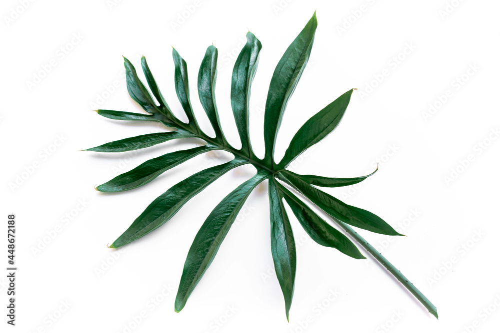 Tropical green leaf on a white background.Exotic nature styled photo, jungle composition. Green palm and aralia leaves isolated on white table background. Tropical summer holiday. Tropical green leaf on a white background.Exotic nature styled photo, jungle composition. Green palm and aralia leaves isolated on white table background. Tropical summer holiday.